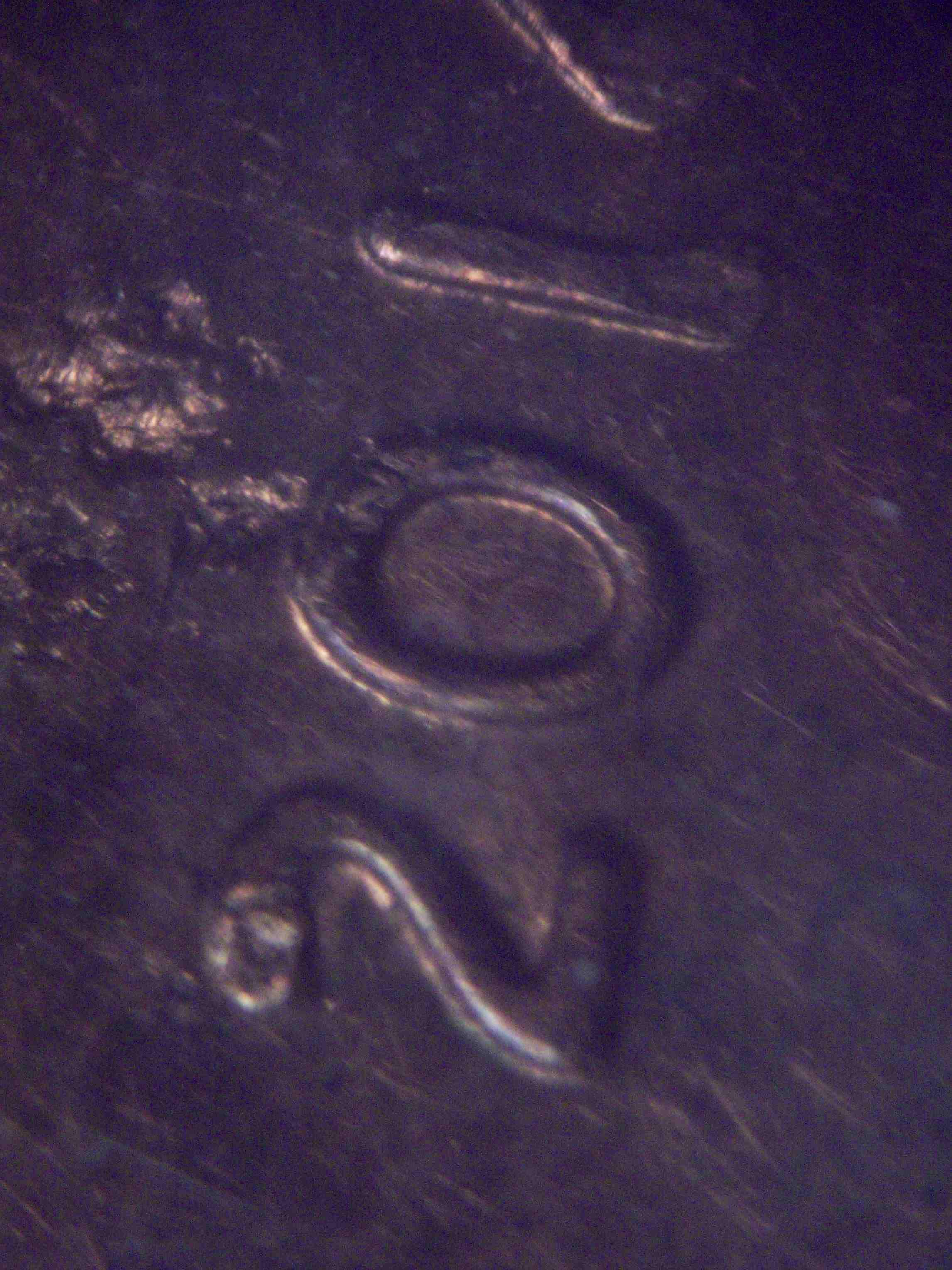 2014-P-Doubled-Die-OBV-DDO-On-Liberty-And-Minor-Date-Is-This-A-New-Discovery-?